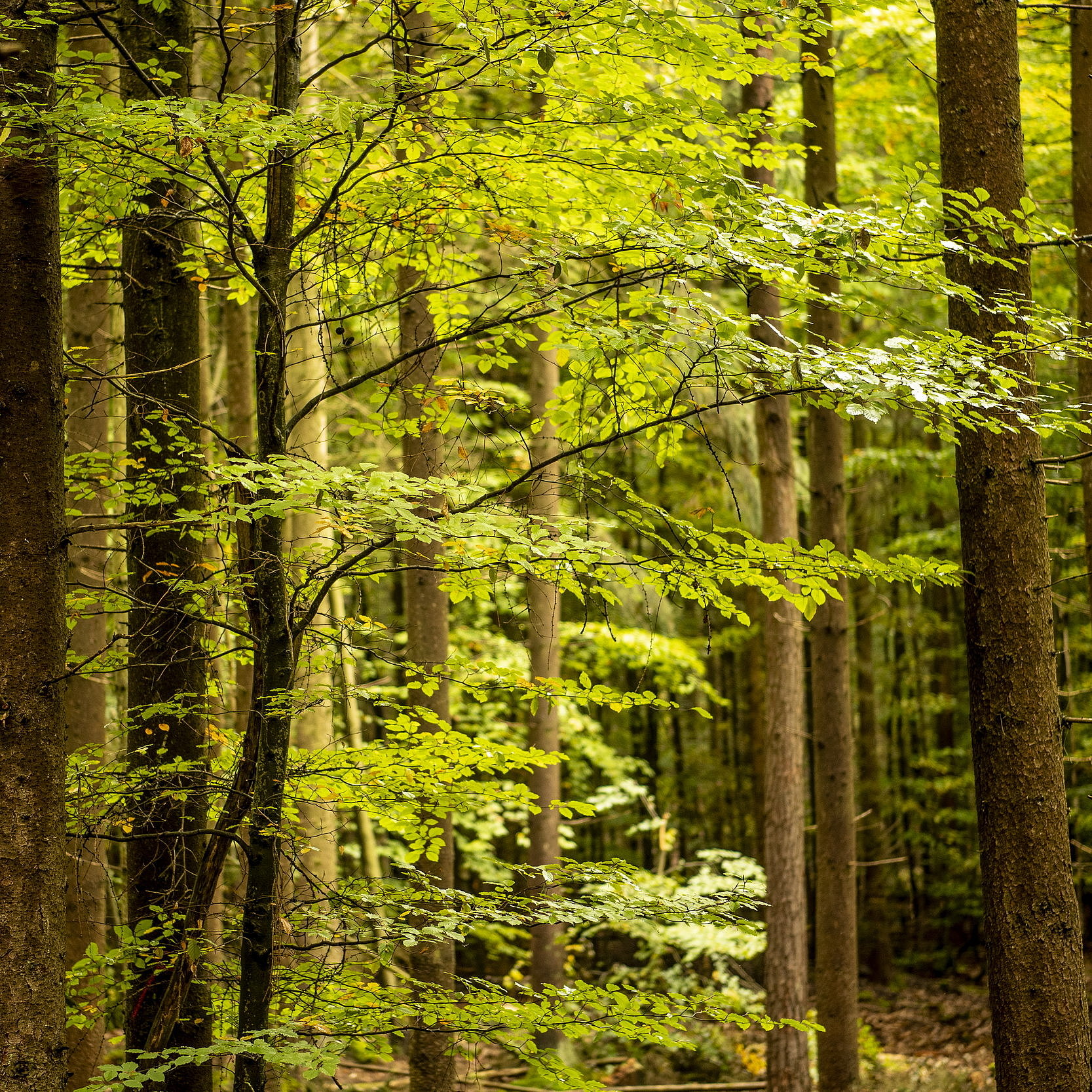 Grüner Wald, durch den Sonnenlicht scheint