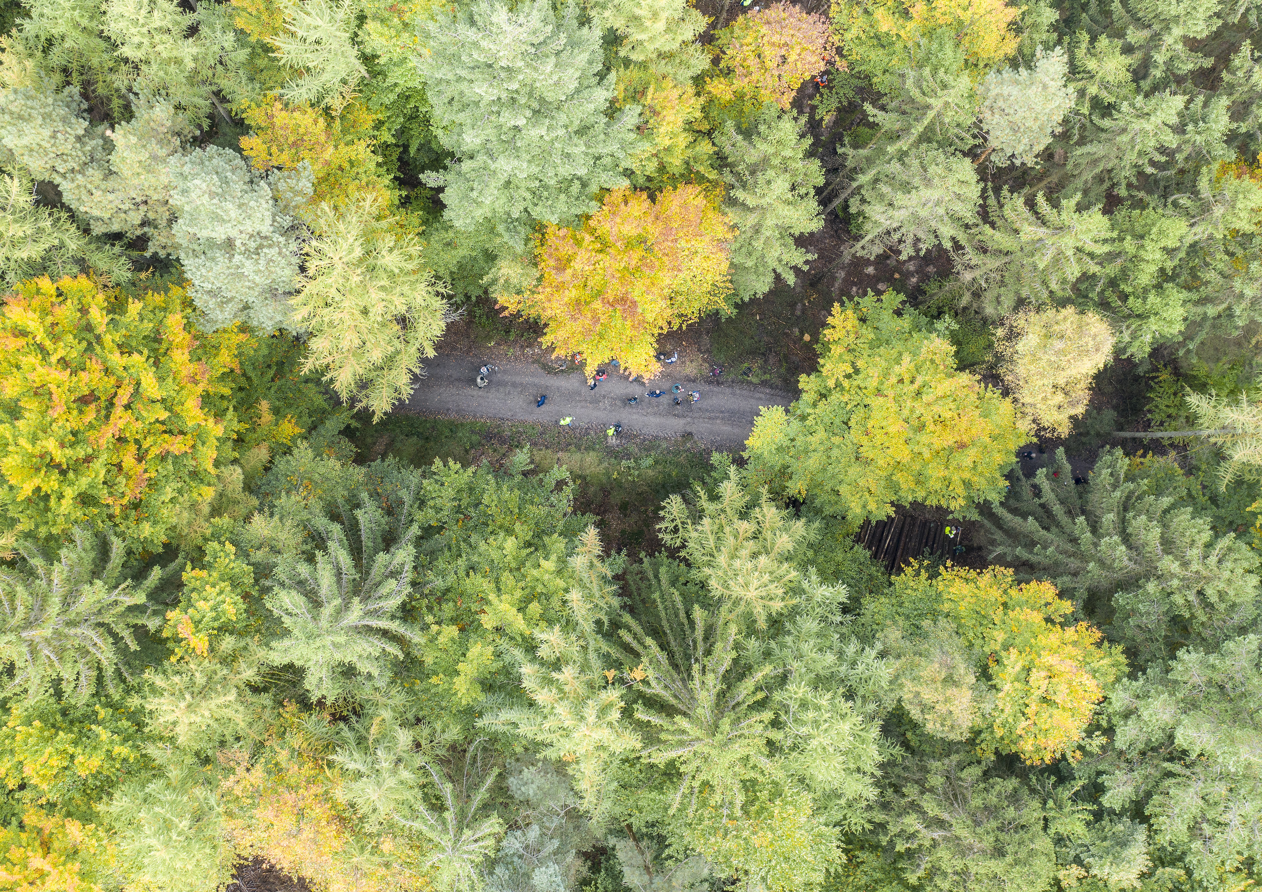 Drohnenaufnahme des Waldes mit Sicht auf die Bäume und einzelnen Mitarbeitern.