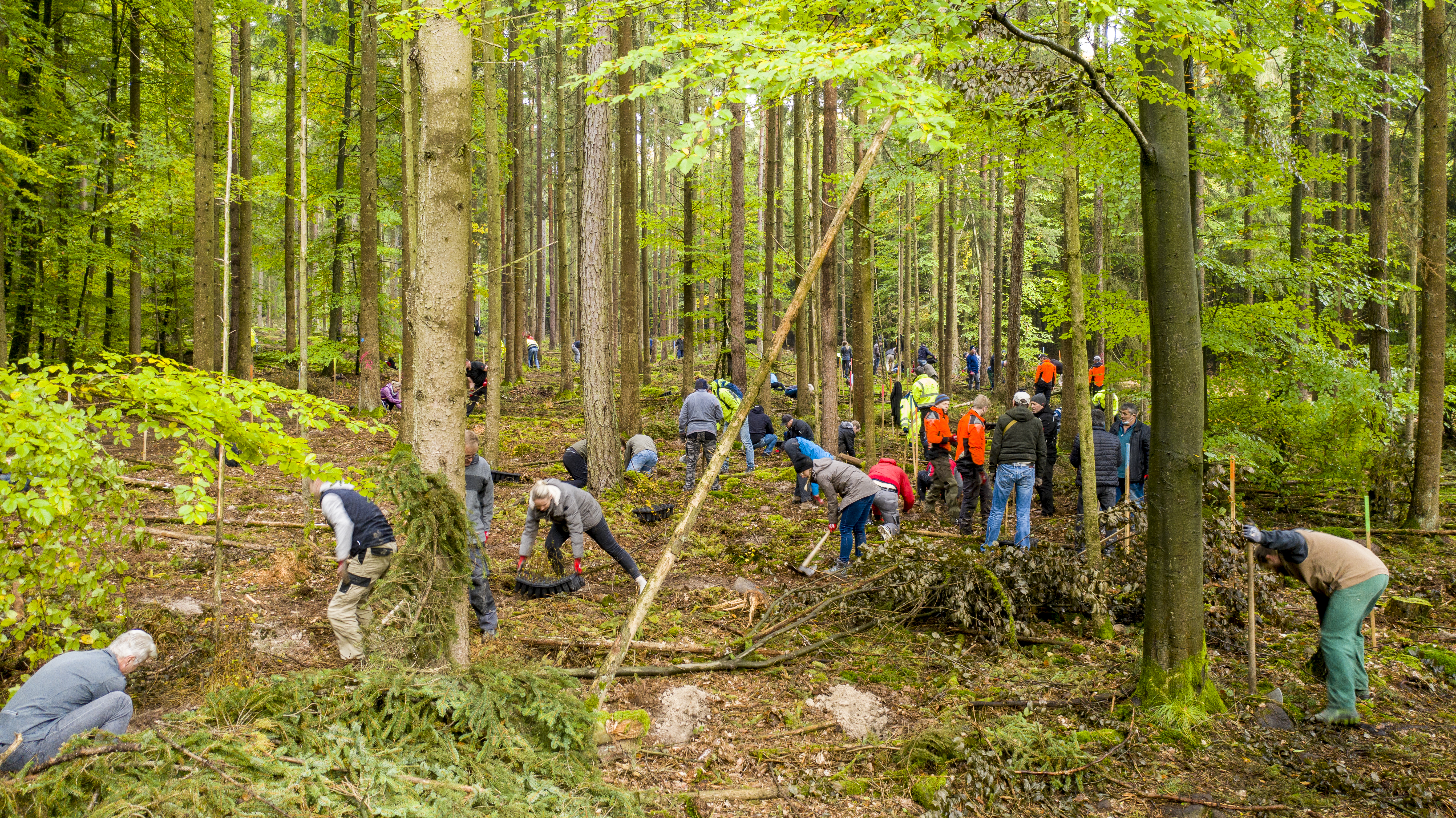 Mitarbeiter von rauch pflanzen Setzlinge im heimischen Wald.