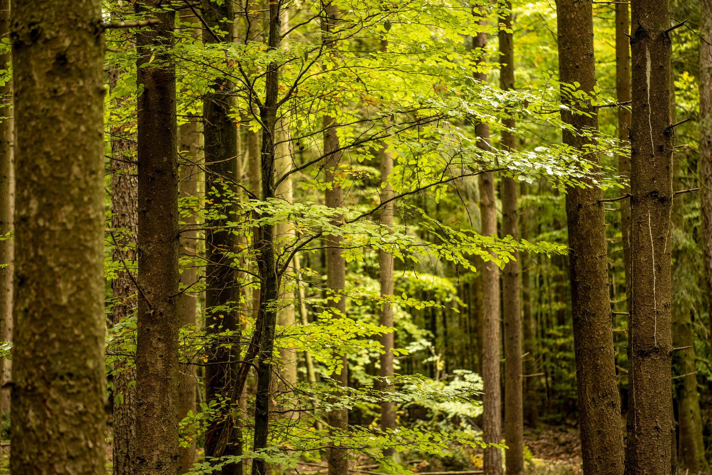 Grüner Wald, durch den Sonnenlicht scheint