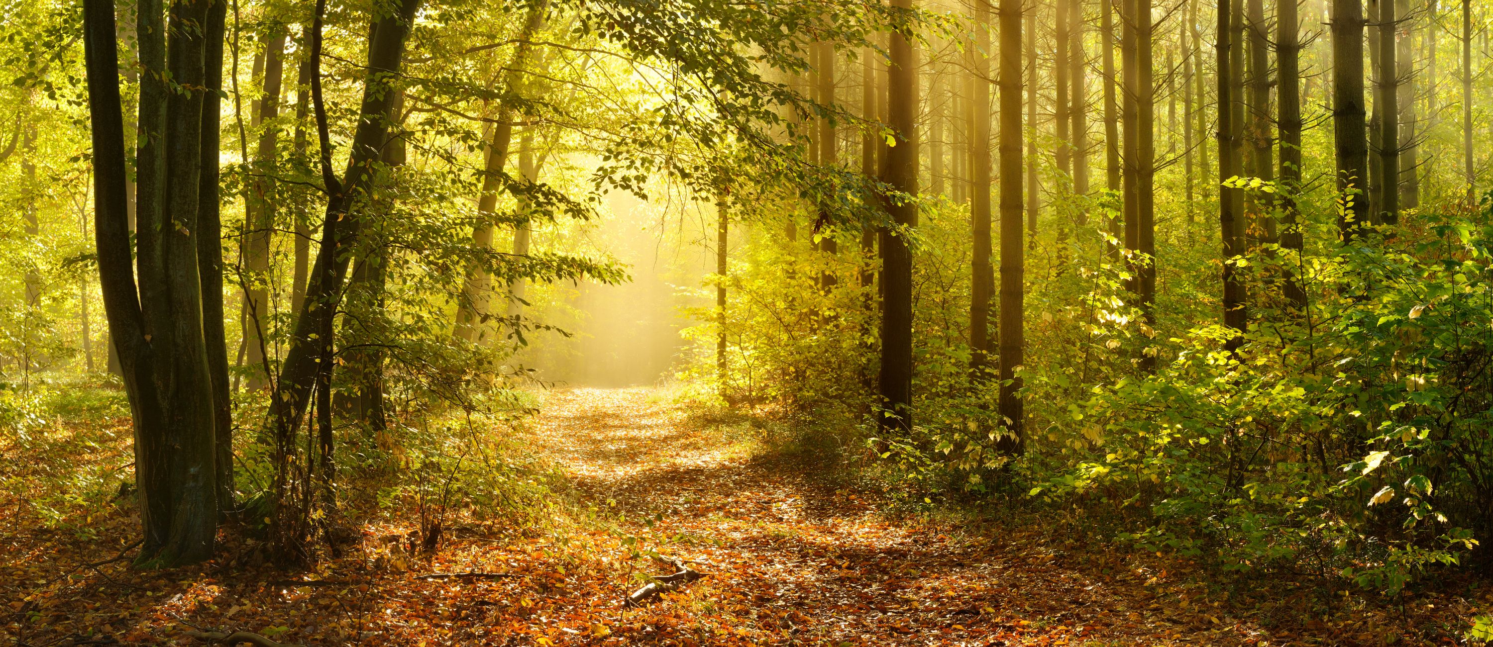 Blick in einen Wald mit Laub-bedecktem Wanderweg.