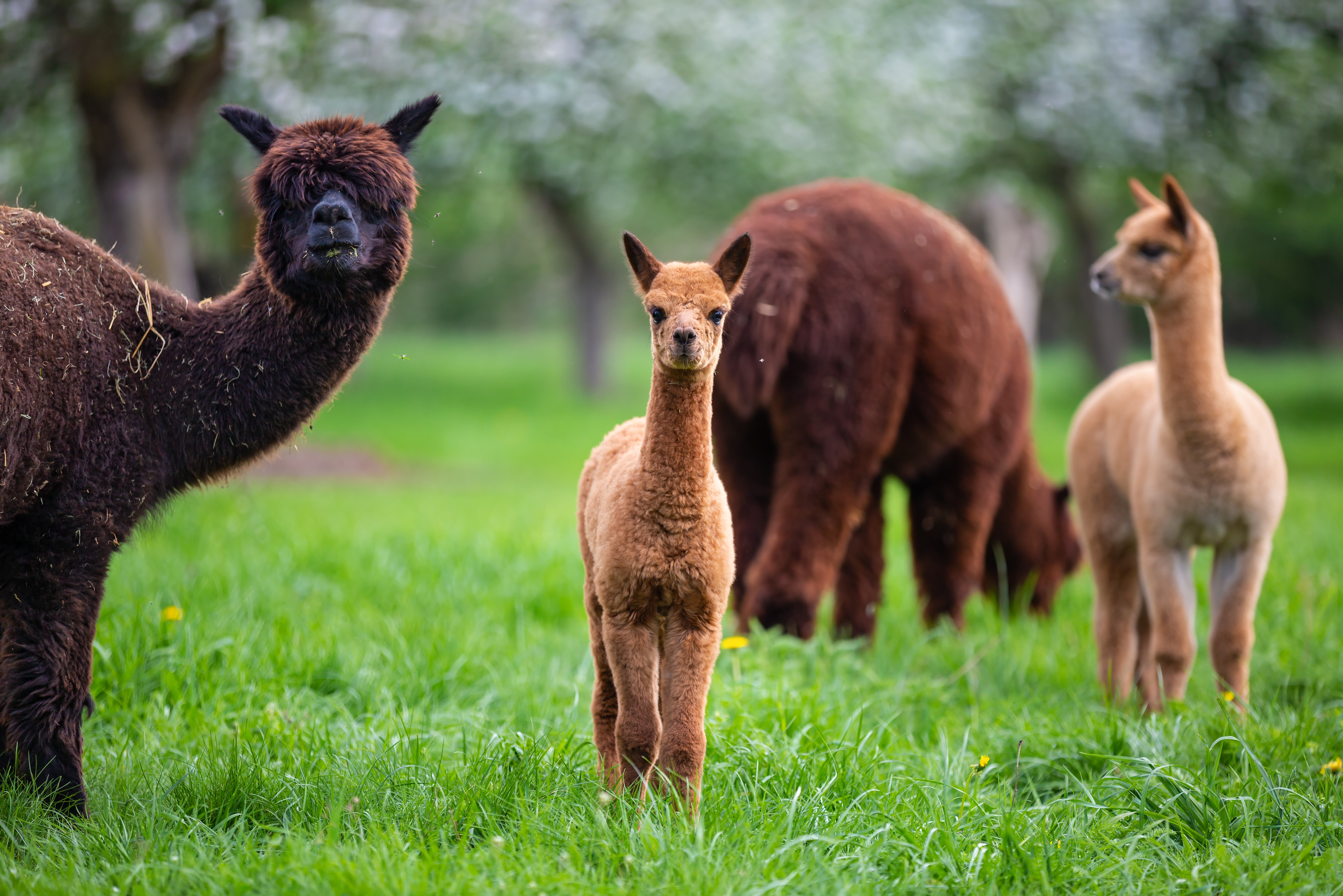 Alpaca