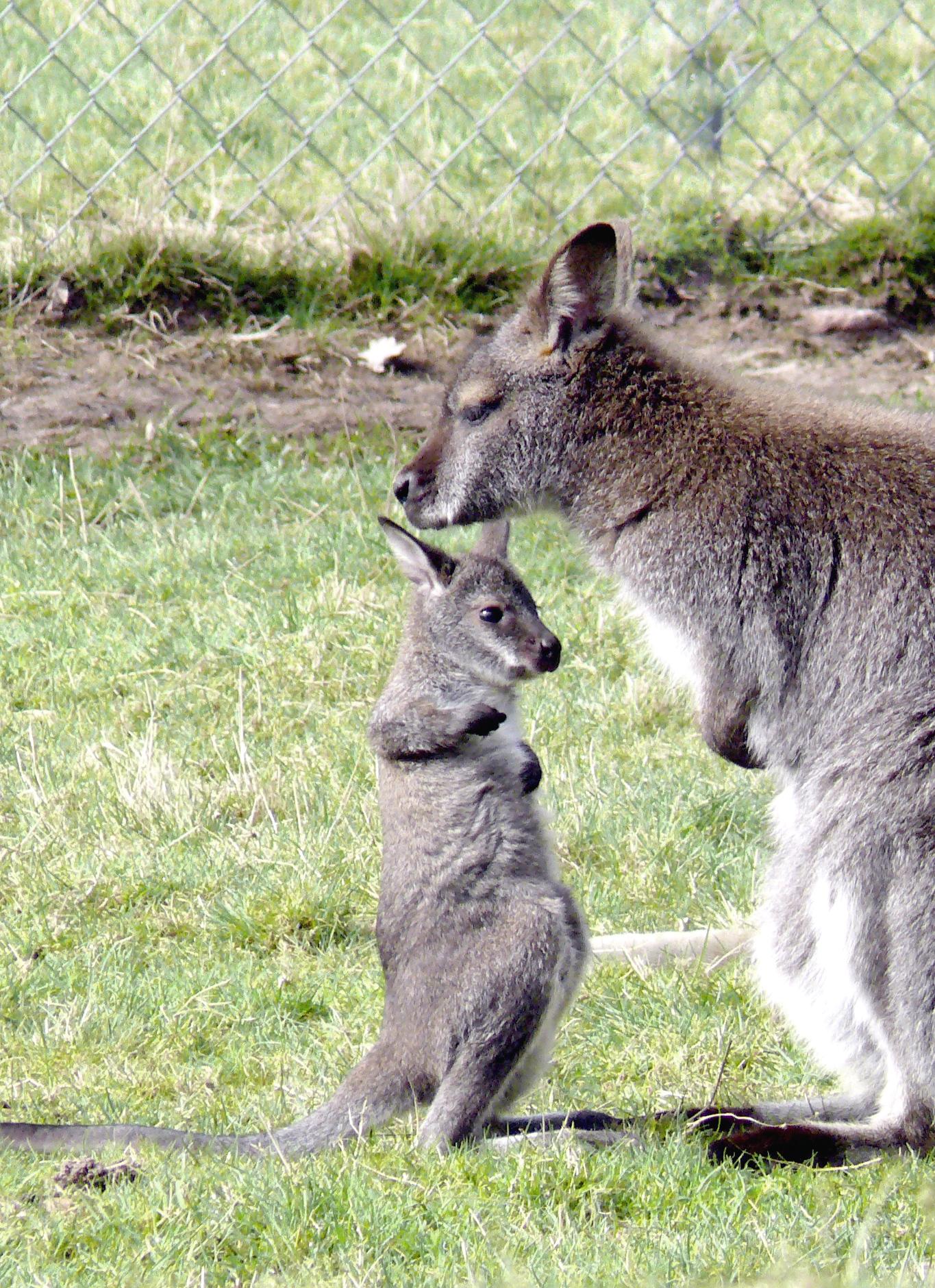 Bennett's kangaroo