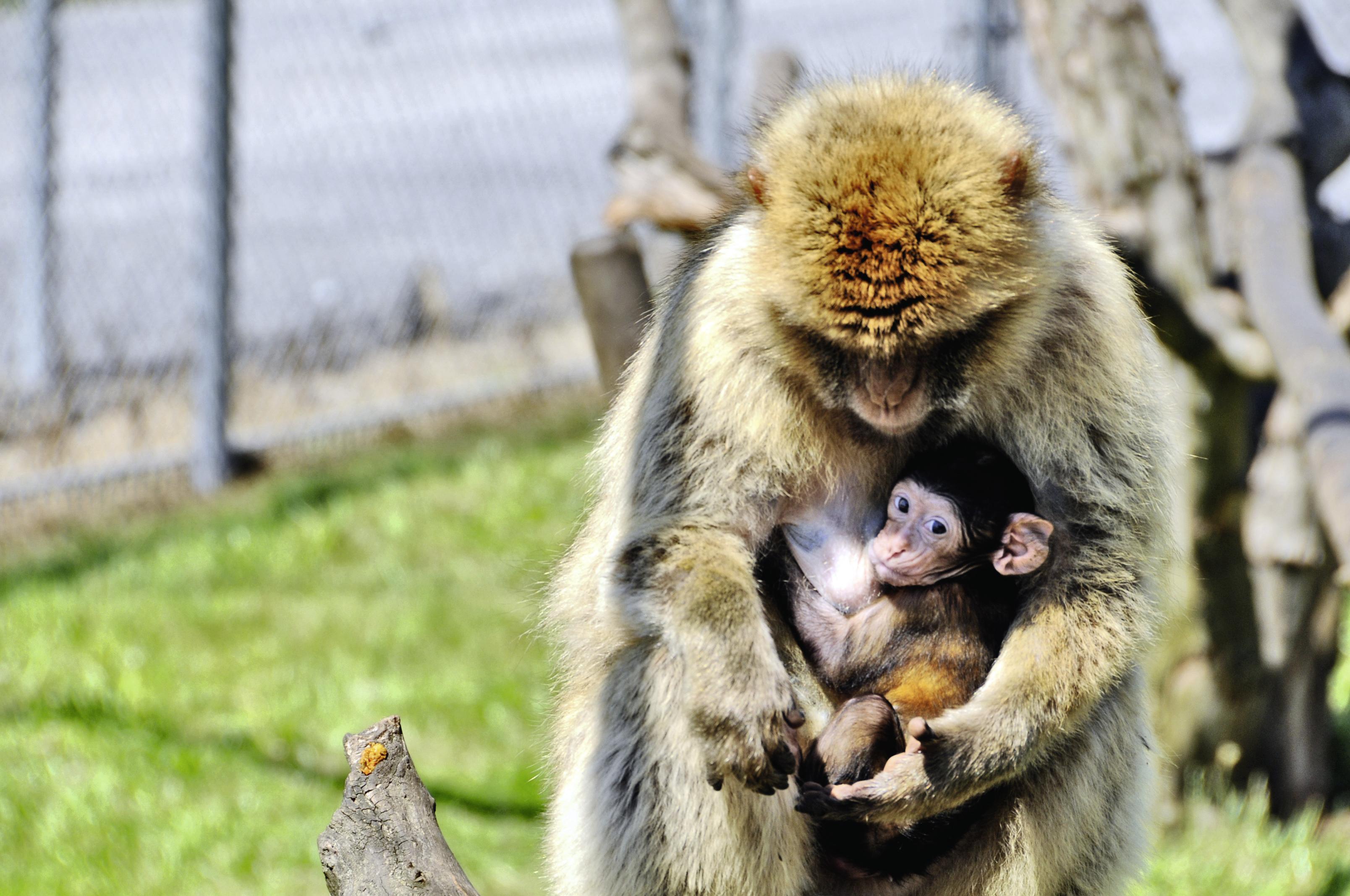 Barbary macaque