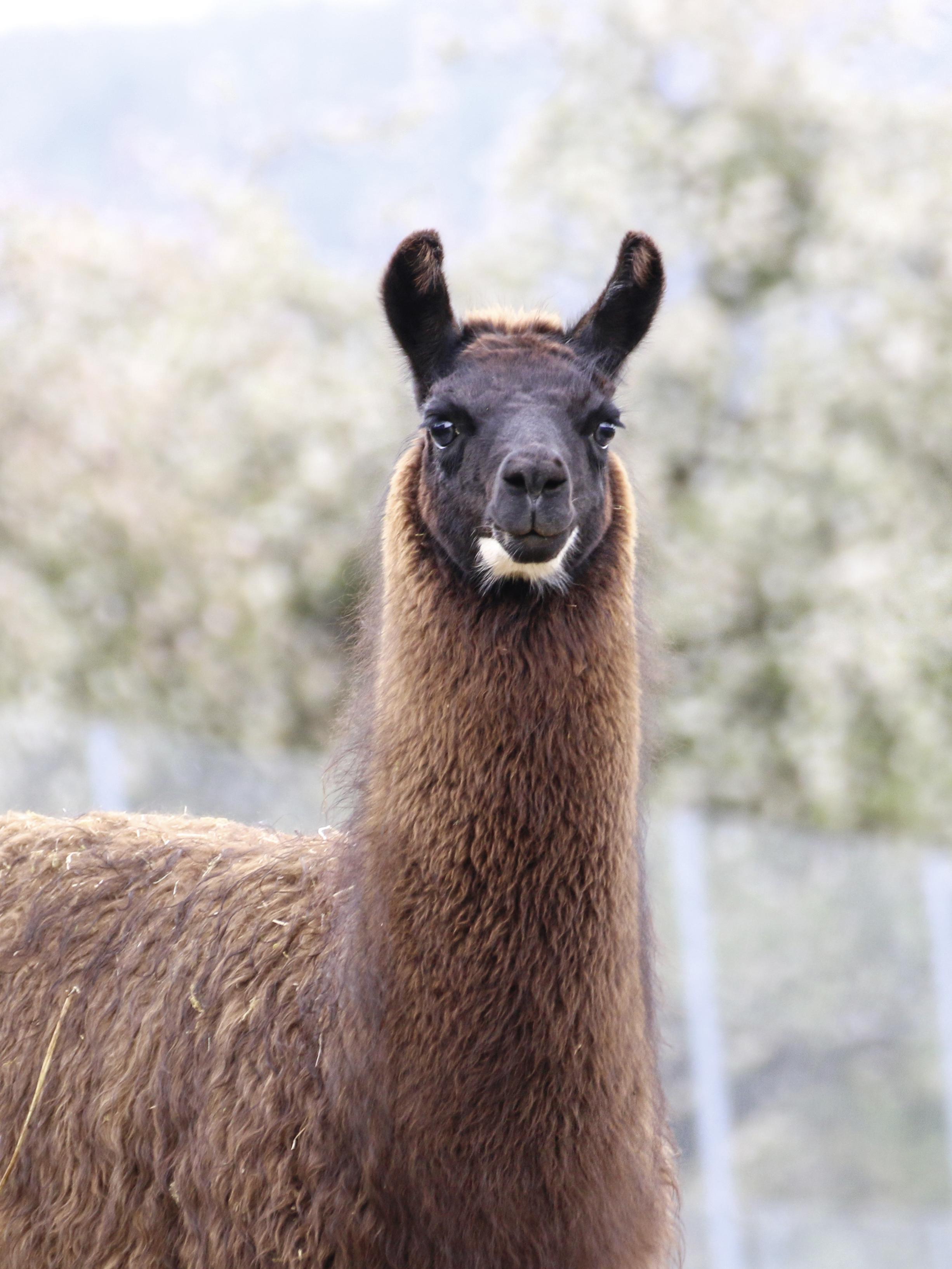 Llama