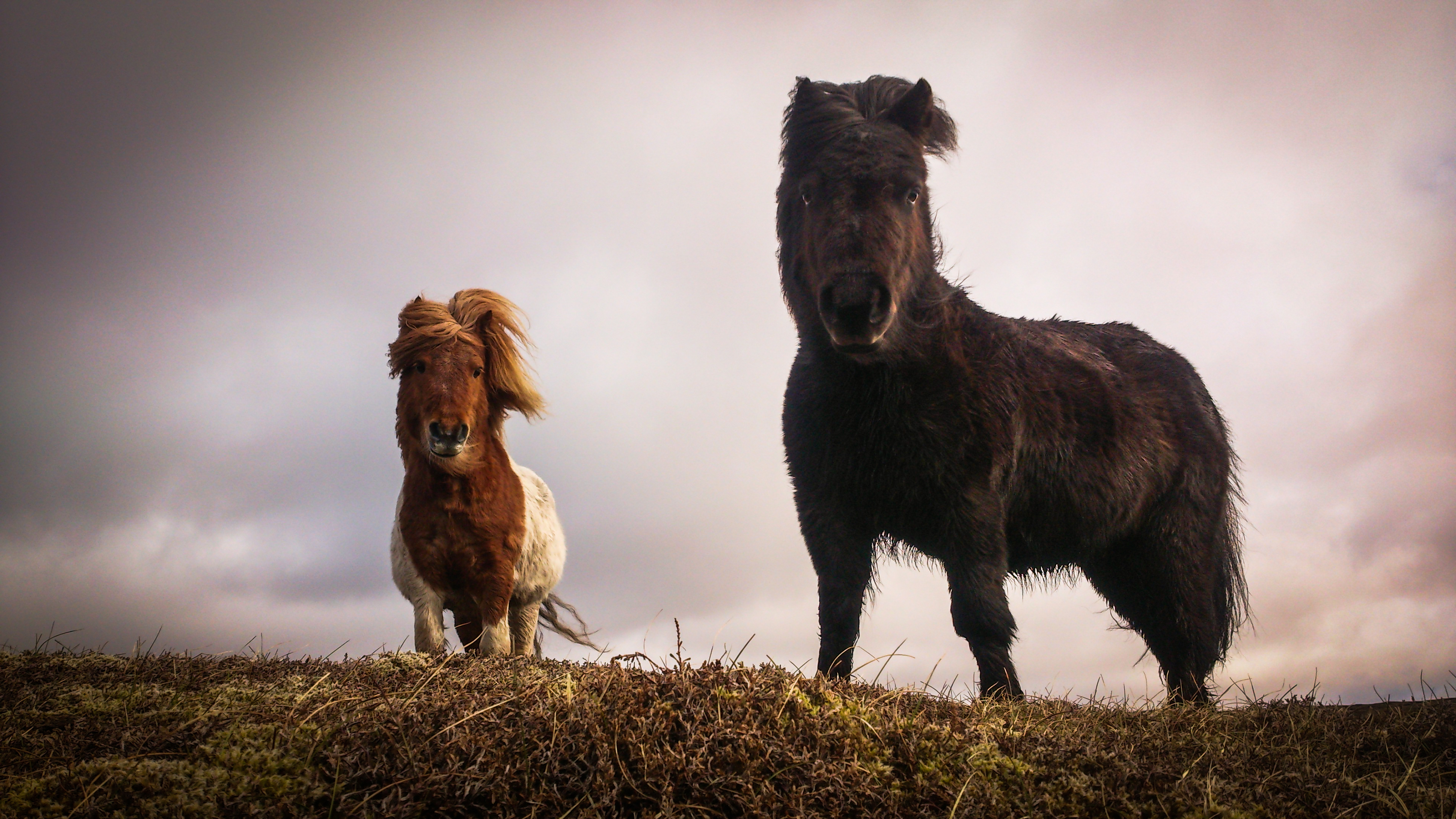 Shetland pony