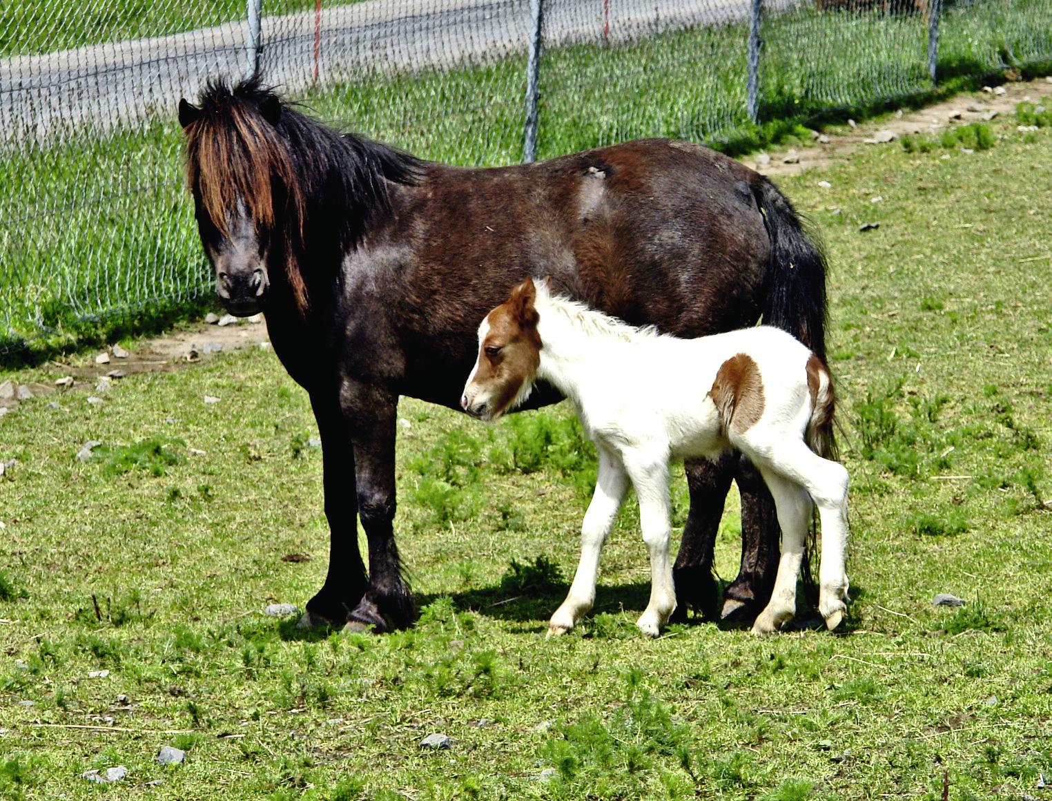 Shetlandpony