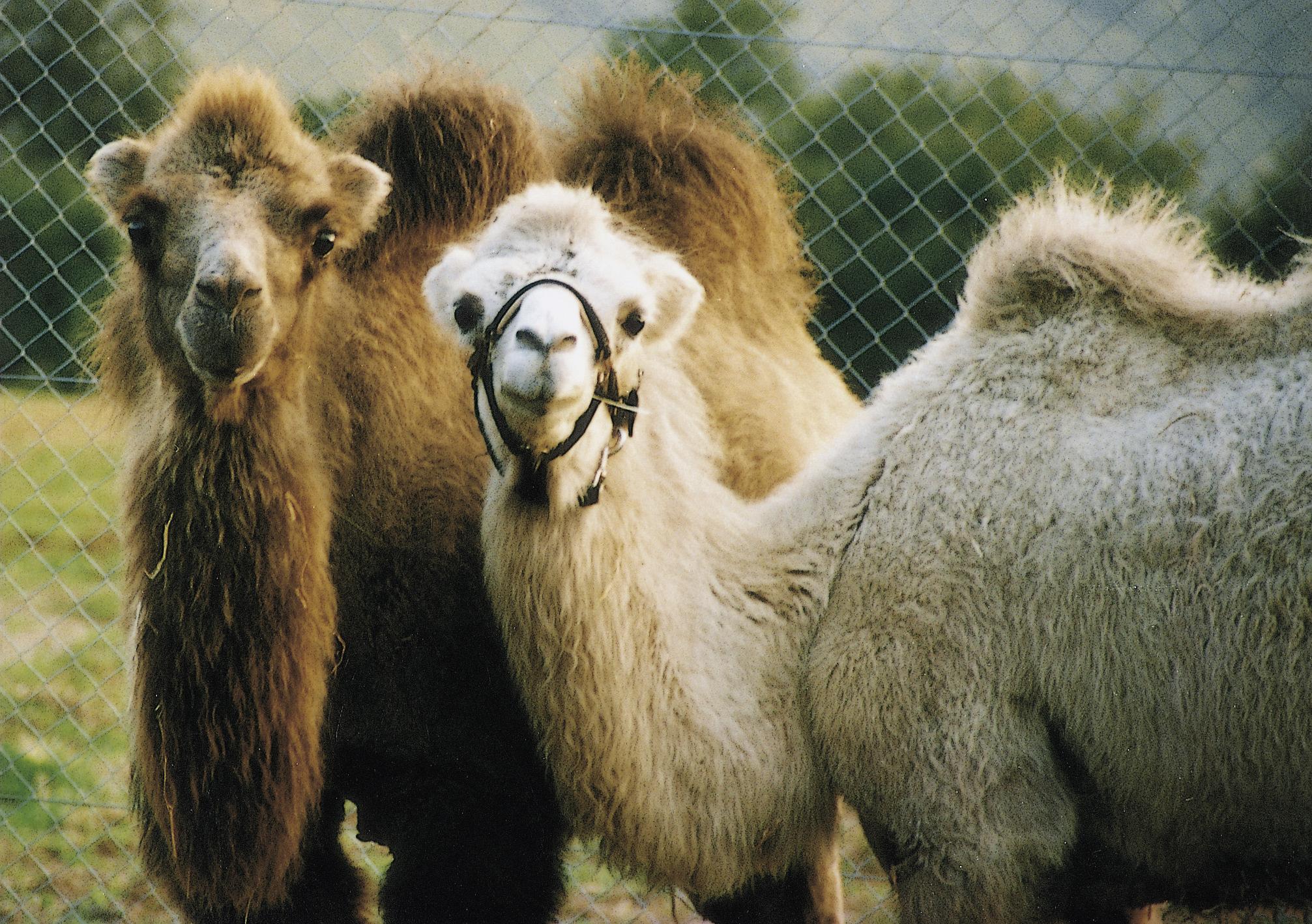 Bactrian camel